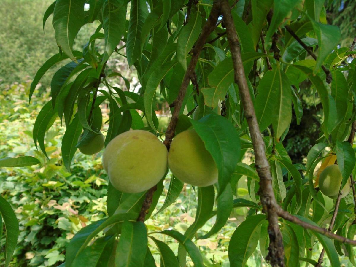 Maison L'Hirondelle Rustique A Tournavaux מראה חיצוני תמונה